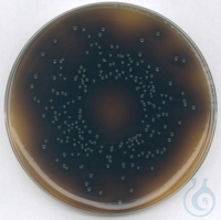 Oxford-Listeria-Selektiv-Agar (Basis) für die Mikrobiologie, 500 G...