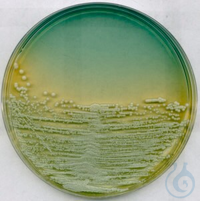 WL-Nähragar für die Mikrobiologie, 500 G