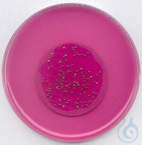 m-ENDO-Agar LES für die Mikrobiologie, 500 G