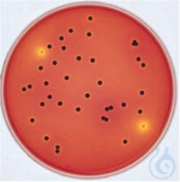 XLT4 Agar (Basis) für die Mikrobiologie, 500 G XLT4 Agar (Basis) für die...