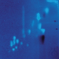 ProteoChrom® HPTLC Cellulose Platte für Peptidanalysis 10 x 10 cm  VE=1 Unit...