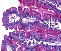 Schiffs Reagenz für die Mikroskopie  VE=500 ml Schiffs Reagenz für die...
