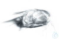 Glaswolle  VE=250 g Glaswolle  VE=250 g