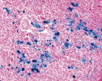 ISOSLIDE IRON CONTROL SLIDES 25 SLIDES/VE  VE=1 Pack ISOSLIDE IRON CONTROL...