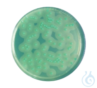 ChromoCult® Listeria Agar Selektiv- Supplement Lyophilisat für die...