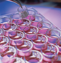 Millicell® 6-well (30 mm) Zellkultureinsatz (stehend)....