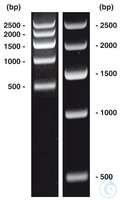 DNA-Marker short-run 1 50 µg DNA-Marker short-run 1, DNA-Leiter (lyophil.) + Gelladepuffer, nicht...