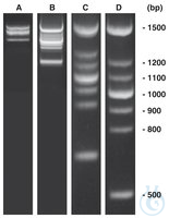 PCR-Marker DNAscore 1 Set PCR-Marker DNAscore, DNA-Marker (lyophil.) + Gelladepuffer, nicht...